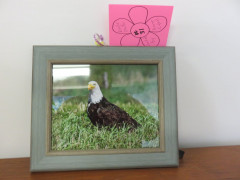 #31 Eagle Photo donated by Renee Cybul